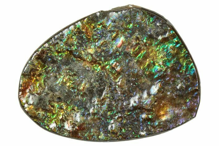 Flashy Ammolite (Fossil Ammonite Shell) - Rainbow Colored #357645